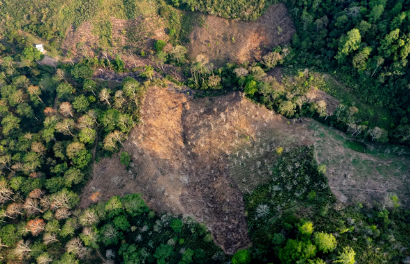 Deforestation